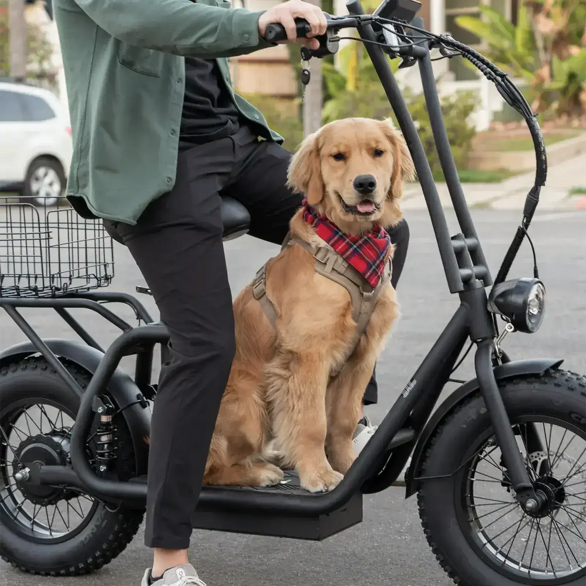 Golden retriever with red bandana sitting on electric scooter with rider in urban street