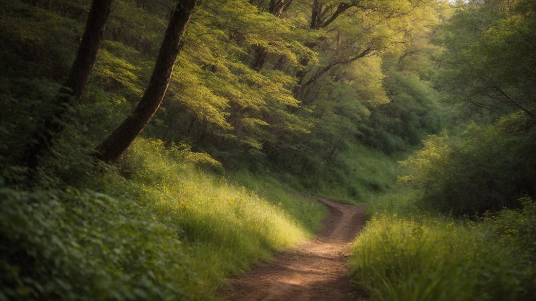 Dirt trail winding through green forest, ideal for ATVs and off-road adventure riding