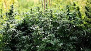 Dense cannabis plants growing outdoors in a green, natural setting